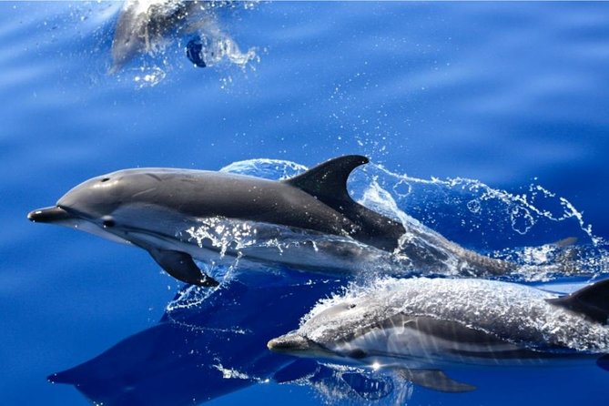 2.5-hour Lanzarote Sunset Cruise from Marina Puerto del Carmen - From Your Hotel to Marina Puerto del Carmen: The Easy Start