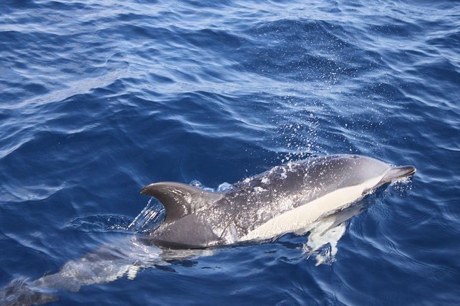 2.5-hour Lanzarote Sunset Cruise from Marina Puerto del Carmen - Price and Value: Is $62.41 Worth It?
