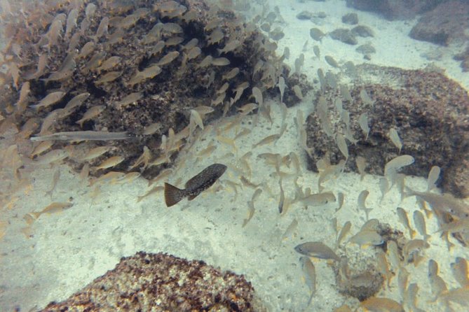 2 Dive Package for PADI Qualified Divers in Gran Canaria - Key Points If You Care About How This Really Feels