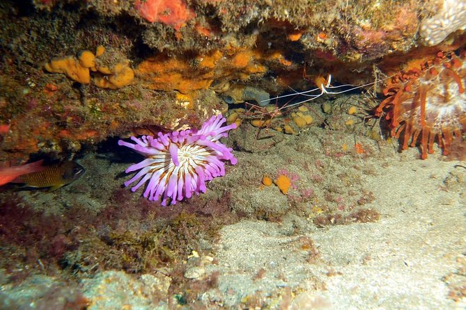 2 Dive Package for PADI Qualified Divers in Gran Canaria - The 2-Session Format (and Why It Works Well for PADI Holders)