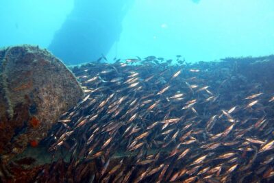2 Dive Package for PADI Qualified Divers in Gran Canaria - Morning Logistics: Meeting at Blue Water and Getting On the Water Fast
