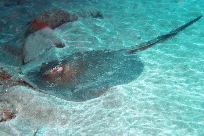 2 Dive Package for Qualified Divers in Gran Canaria - Key Highlights at a Glance