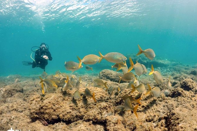 2 Dive Package for Qualified Divers in Gran Canaria - Hotel Pickup and the Small-Group Advantage in Playa del Inglés