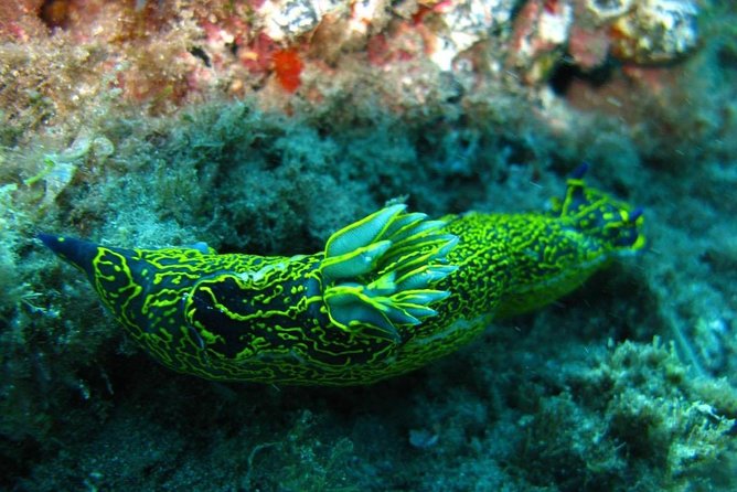 2 Dive Package for Qualified Divers in Gran Canaria - How the PADI Certification Check Works (and Why It Matters)