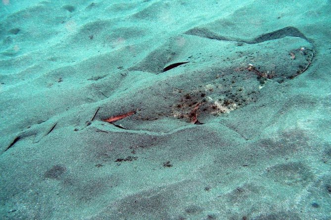 2 Dive Package for Qualified Divers in Gran Canaria - Where You Meet: Playa del Inglés Base and Pickup Routing