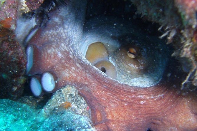 2 Dive Package for Qualified Divers in Gran Canaria - Timing and What the Day Feels Like (No Long Waits)