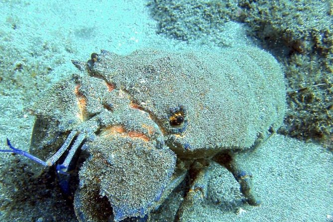 2 Dive Package for Qualified Divers in Gran Canaria - Who This Scuba Package Fits Best (and Who Might Want a Different Option)
