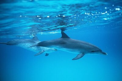 2-Hour Dolphin and Whale Watching in Gran Canaria - Onboard setup: deck views, bar drinks, and motion-sickness reality