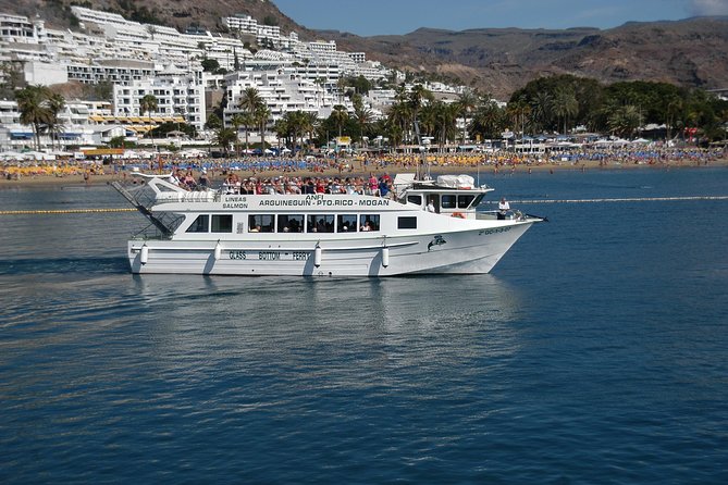 2-Hour Dolphin and Whale Watching in Gran Canaria - Guide and crew energy: why it can make or break your cruise