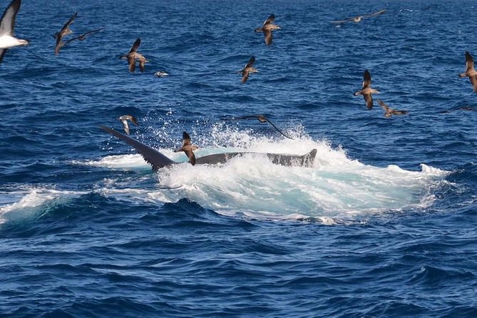 2-Hour Dolphin and Whale Watching in Gran Canaria - Value check: is $42.05 worth it in Gran Canaria?
