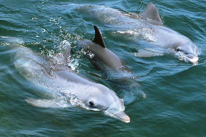 2-Hour Dolphin and Whale Watching in Gran Canaria - Who should book—and who should think twice
