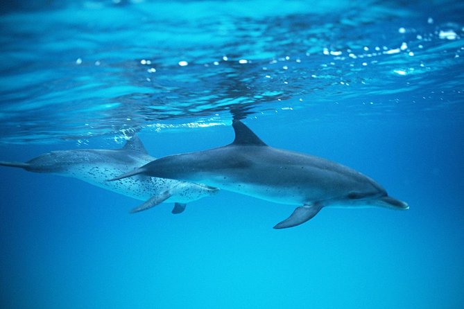 2-Hour Dolphin and Whale Watching in Gran Canaria - Onboard setup: deck views, bar drinks, and motion-sickness reality