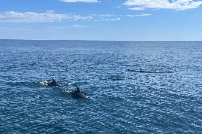 2-Hour Excursion in Search of Dolphins/ Includes Drink and Snacks - Group Size and Vibe: Why Max 12 Matters More Than You Think