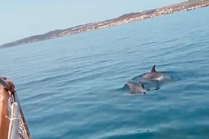 2-Hour Excursion in Search of Dolphins/ Includes Drink and Snacks - Price and Value: Is Around $42 Worth It?