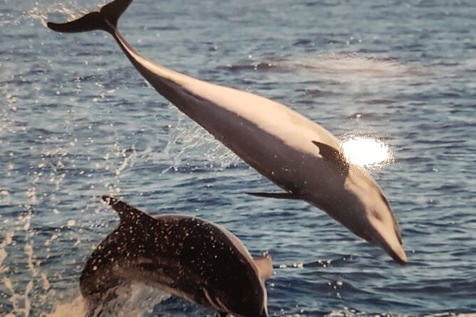 2 hour trip to see whales dolphins puerto colon adeje - Stop 1: Playa de Puerto Colón and the Costa Adeje views from the water