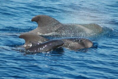 2 hour trip to see whales dolphins puerto colon adeje - The crew and the commentary: Alex, Jessica, and other multilingual help