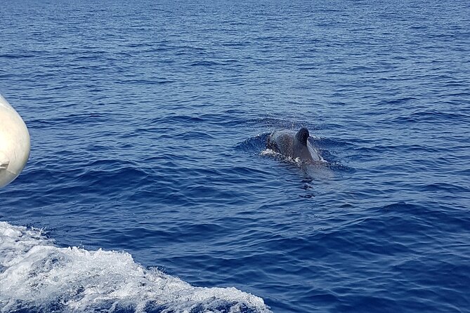2 hour trip to see whales dolphins puerto colon adeje - Price and value: is $43.45 for two hours a good deal?