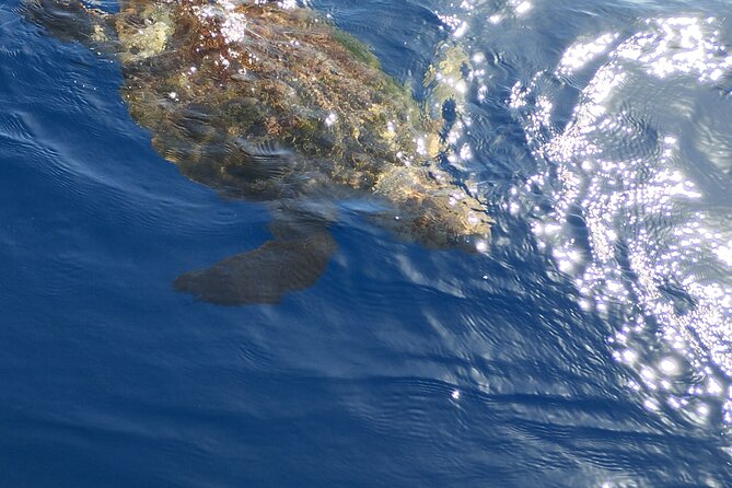 2 hour trip to see whales dolphins puerto colon adeje - Weather and timing: when the sea decides the plan