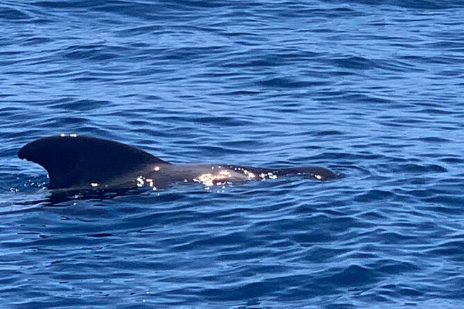 2 hour trip to see whales dolphins puerto colon adeje - Who should book this cruise from Puerto Colón?