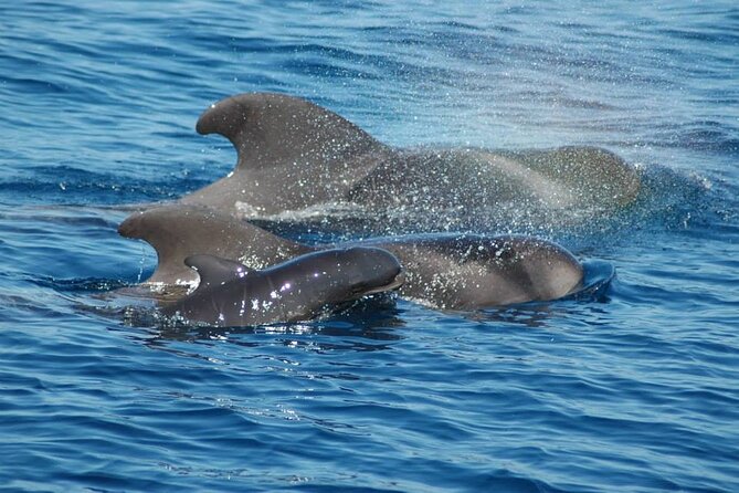 2 hour trip to see whales dolphins puerto colon adeje - The crew and the commentary: Alex, Jessica, and other multilingual help