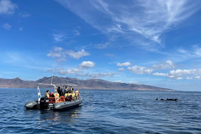 2h Dolphin and Whale Viewing + Snorkeling Tour - Key Highlights You’ll Actually Care About