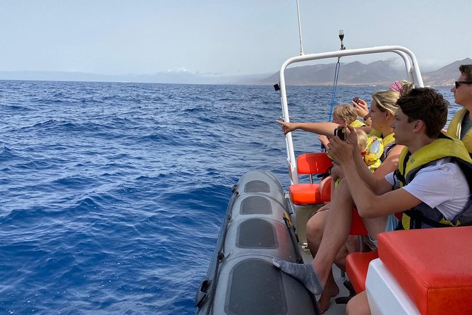 2h Dolphin and Whale Viewing + Snorkeling Tour - On the Water: The Search for Dolphins, Whales, and Other Sea Life