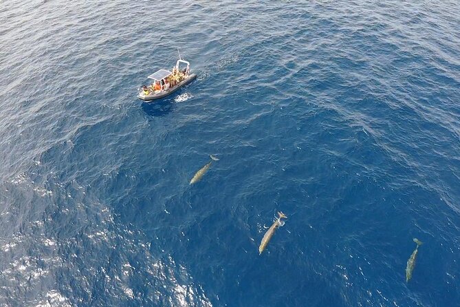 2h Dolphin and Whale Viewing + Snorkeling Tour - Barefoot, Wet Gear, and the Real Tips That Save Your Trip