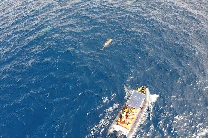 2h Dolphin and Whale Viewing + Snorkeling Tour - Price and Value: Is $62.88 Worth Two Hours?