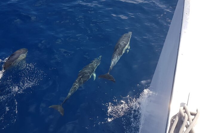 2hrs Dolphins Sunset Sailing Cruise With Drink - What’s Included: Mojito, Canapés, and Your One Complimentary Drink