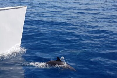 2hrs Dolphins Sunset Sailing Cruise With Drink - Boarding and Getting There: Pickup Rules That Affect Your Evening