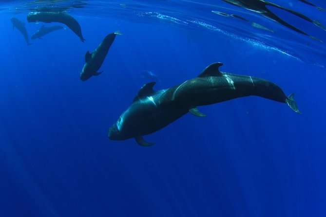 5 hr watching and listening whales and dolps. Visit Los Gigantes - Key things to know before you go