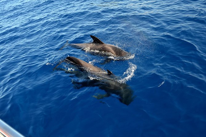 5 hr watching and listening whales and dolps. Visit Los Gigantes - Masca Bay: Clear-Water Swim and Snorkelling Time