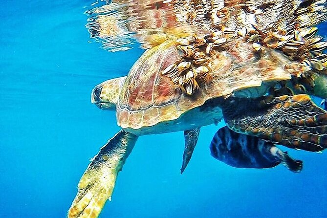 7-Hour Private Tour to the Wonders of Fuerteventura - Guides make or break the day: what the best days have in common