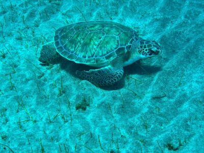 Abades: Guided Snorkeling Tour with Photos - The 2 hours on the water: what the timing actually feels like