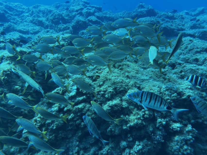 Abades: Guided Snorkeling Tour with Photos - Turtles, stingrays, and octopus: how to think about the odds