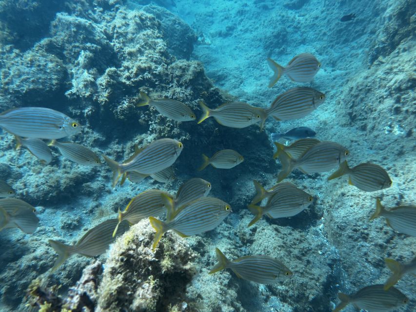 Abades: Guided Snorkeling Tour with Photos - What to wear and bring: your packing list that actually works