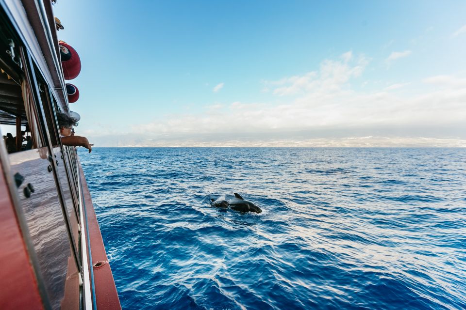 Adeje: Whale and Dolphin Watching Cruise with Lunch and Swim - Key things worth knowing before you go