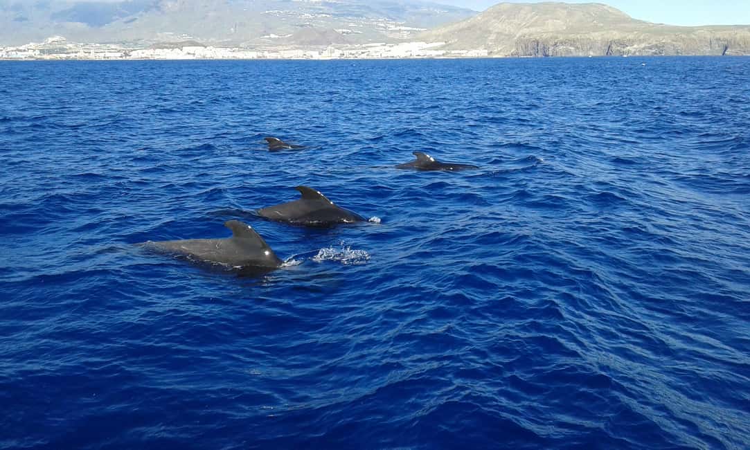Adeje: Whale Watching, Lunch & Swim Stop at Los Gigantes - Key Things to Know Before You Go