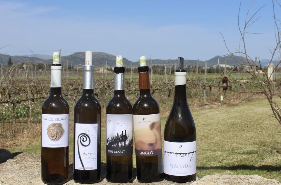 Alcúdia/Can Picafort: Guided Vineyard Visit and Wine Tasting - Vineyard walk and winemaking walkthrough: what you’re really paying for