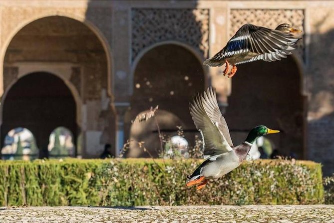 Alhambra Private/Small Group Tour & Nasrid Palaces Skip the Line - Palace of Charles V: Renaissance contrast inside a Moorish setting