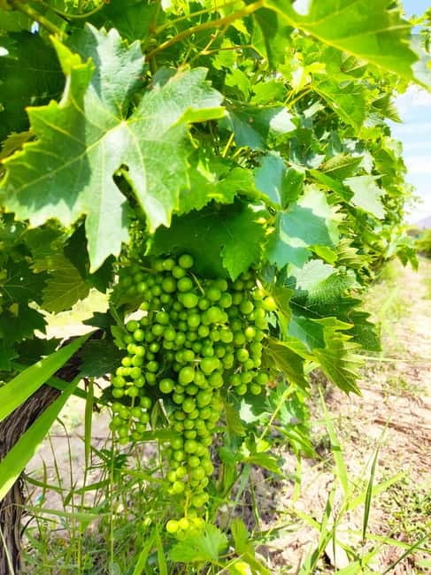 Alicante: Small-Group Countryside Wine Tour with 4 Tastings - Should you book the Alicante countryside wine tour?