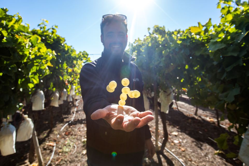 Alicante: Small-Group Countryside Wine Tour with 4 Tastings - FAQ