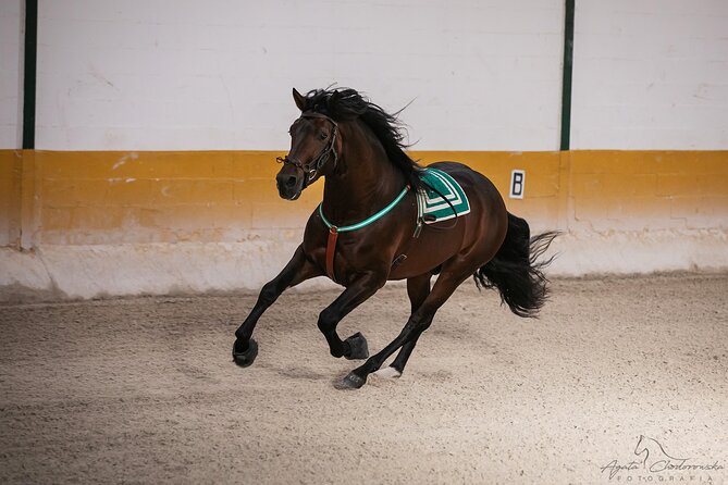 Andalusian Horses and Flamenco show with transportation - Riding and flamenco together: how the evening is structured