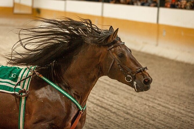 Andalusian Horses and Flamenco show with transportation - Who this is best for (and who should think twice)