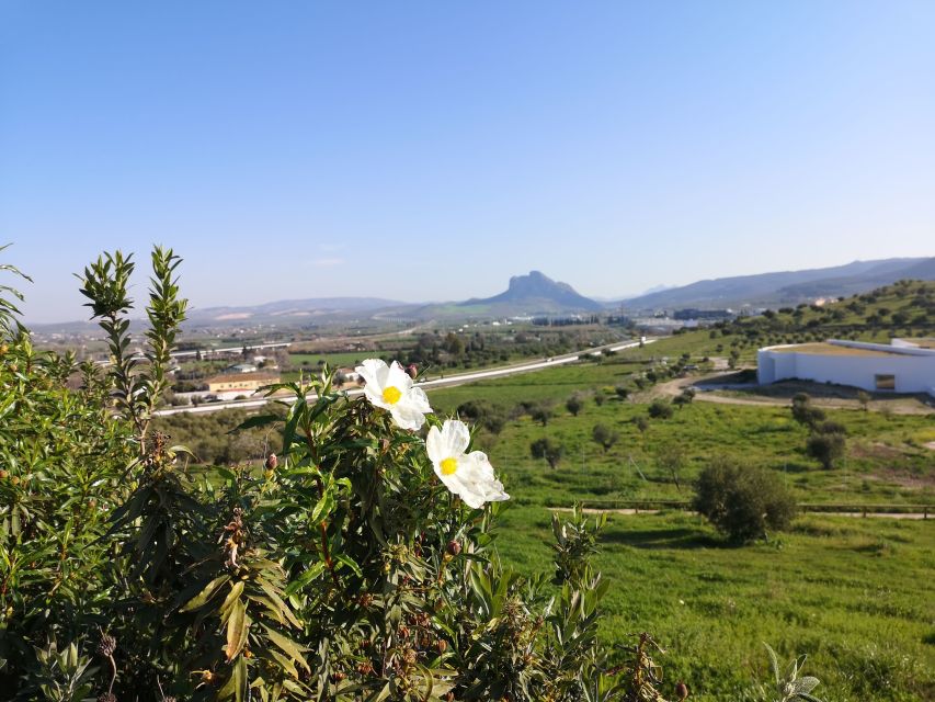 Antequera: Dolmens and El Torcal Tour with Transfer - Key highlights to plan for