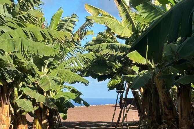 Banana Museum, Rum Distillery & Winery with Tasting: Premium tour - Stop 6: Bodega Los Berrazales Guided Tour (Grapes, Area, History)