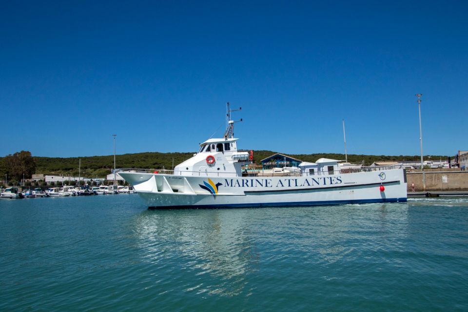 Barbate: Dolphin and Whale Watching in Cape Trafalgar - Key Things to Know Before You Go