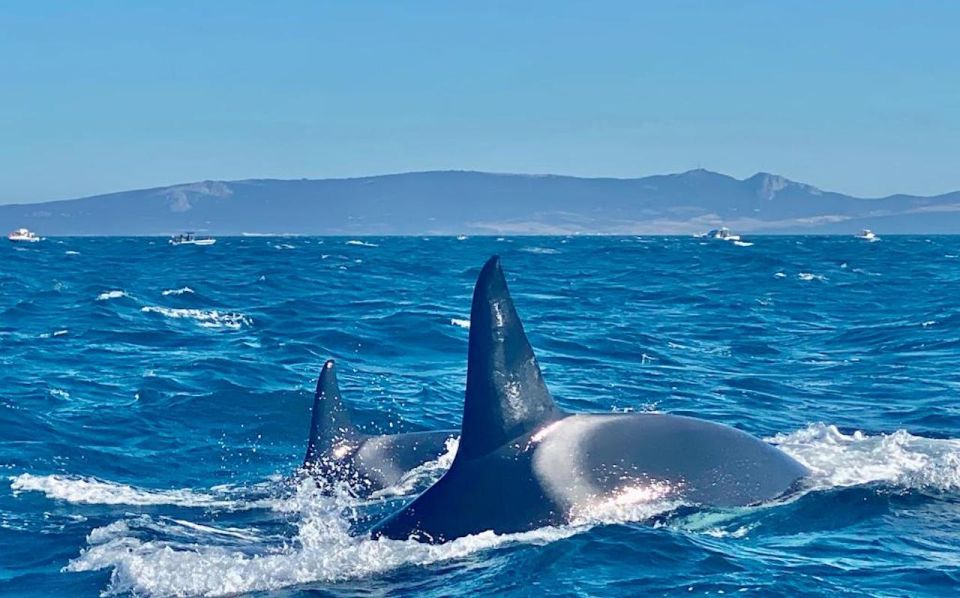 Barbate: Dolphin and Whale Watching in Cape Trafalgar - Who Should Book This Tour (and Who Might Skip It)