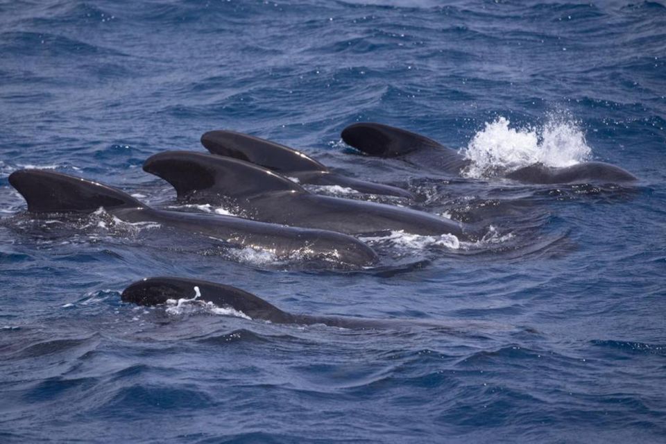 Barbate: Dolphin and Whale Watching in Cape Trafalgar - Marine Atlantes on Board: Snacks, Sightings, and Practical Comfort