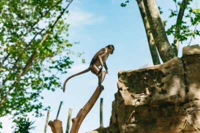 Barcelona: 1-Day Ticket to Barcelona Zoo - Opening Hours by Season: Plan Your Day, Not Your Guess